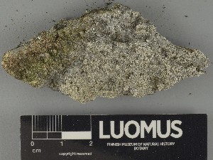  ( - H9250388)  @11 [ ] by-nc (2025) Erkka Laine Luomus