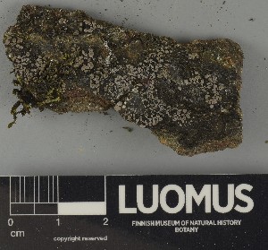  ( - H9250389)  @11 [ ] by-nc (2025) Erkka Laine Luomus