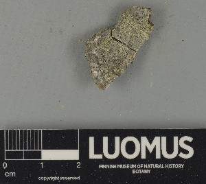  ( - H9250418)  @11 [ ] by-nc (2025) Erkka Laine Luomus