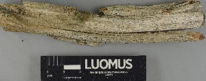  ( - H9250419)  @11 [ ] by-nc (2025) Erkka Laine Luomus