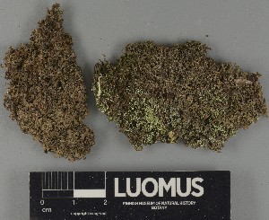  ( - H9250420)  @11 [ ] by-nc (2025) Erkka Laine Luomus