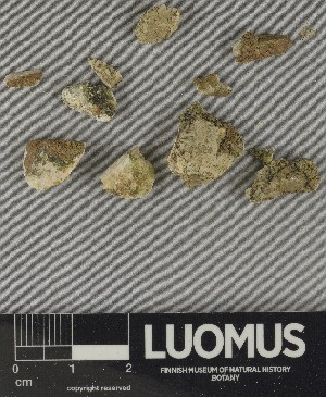  ( - H9250421)  @11 [ ] by-nc (2025) Erkka Laine Luomus