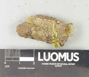 ( - H9250430)  @11 [ ] by-nc (2025) Erkka Laine Luomus