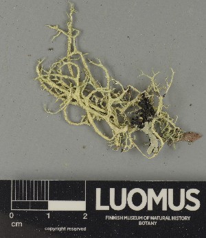  ( - H9250433)  @11 [ ] by-nc (2025) Erkka Laine Luomus