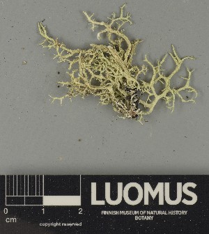  ( - H9250436)  @11 [ ] by-nc (2025) Erkka Laine Luomus