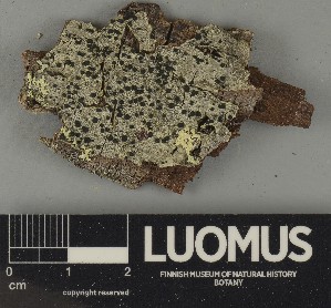  ( - H9250437)  @11 [ ] by-nc (2025) Erkka Laine Luomus