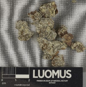  ( - H9250442)  @11 [ ] by-nc (2025) Erkka Laine Luomus