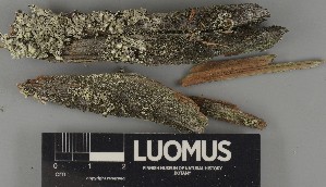  ( - H9250443)  @11 [ ] by-nc (2025) Erkka Laine Luomus