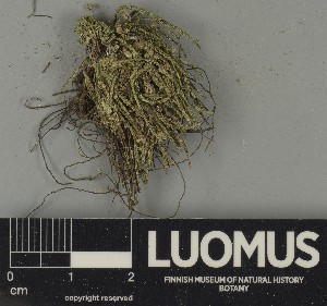  ( - H9250457)  @11 [ ] by-nc (2025) Erkka Laine Luomus