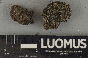  ( - H9250510)  @11 [ ] by-nc (2025) Erkka Laine Luomus