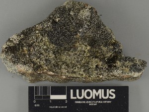  ( - H9250528)  @11 [ ] by-nc (2025) Erkka Laine Luomus