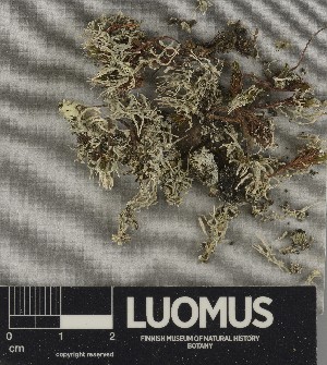  ( - H9250555)  @11 [ ] by-nc (2025) Erkka Laine Luomus