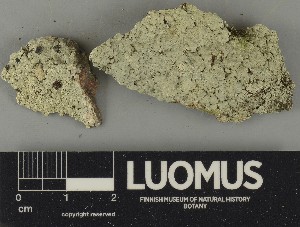  ( - H9250576)  @11 [ ] by-nc (2025) Erkka Laine Luomus