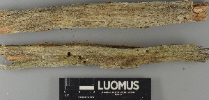  ( - H9250623)  @11 [ ] by-nc (2025) Erkka Laine Luomus