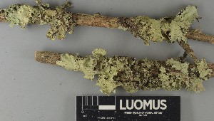  ( - H9250627)  @11 [ ] by-nc (2025) Erkka Laine Luomus