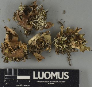  ( - H9250645)  @11 [ ] by-nc (2025) Erkka Laine Luomus