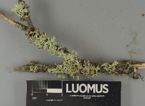  (Tremella hypogymniae - H9250652)  @11 [ ] by-nc (2025) Erkka Laine Luomus