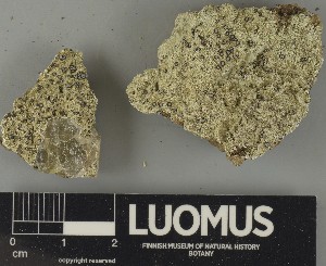  ( - H9250658)  @11 [ ] by-nc (2025) Erkka Laine Luomus