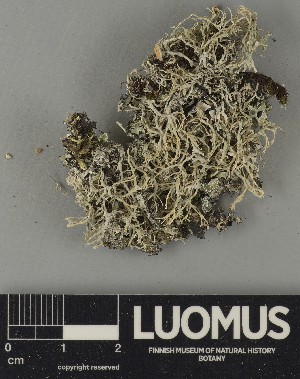  ( - H9250666)  @11 [ ] by-nc (2025) Erkka Laine Luomus