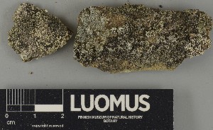  ( - H9250681)  @11 [ ] by-nc (2025) Erkka Laine Luomus