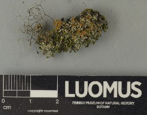  ( - H9250716)  @11 [ ] by-nc (2025) Erkka Laine Luomus