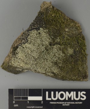  ( - H9250746)  @11 [ ] by-nc (2025) Erkka Laine Luomus