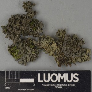  ( - H9250752)  @11 [ ] by-nc (2025) Erkka Laine Luomus