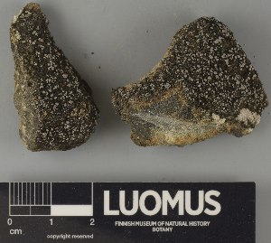  ( - H9250766)  @11 [ ] by-nc (2025) Erkka Laine Luomus