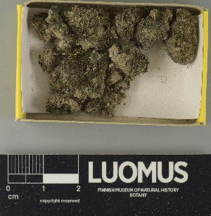  ( - H9250782)  @11 [ ] by-nc (2025) Erkka Laine Luomus