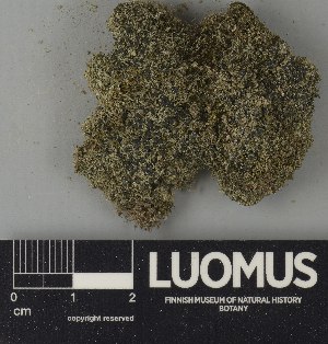  ( - H9250783)  @11 [ ] by-nc (2025) Erkka Laine Luomus
