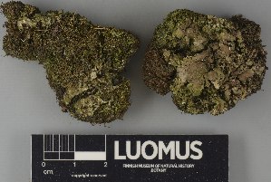  ( - H9250784)  @11 [ ] by-nc (2025) Erkka Laine Luomus