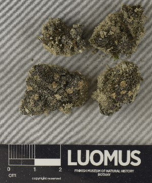  ( - H9250787)  @11 [ ] by-nc (2025) Erkka Laine Luomus