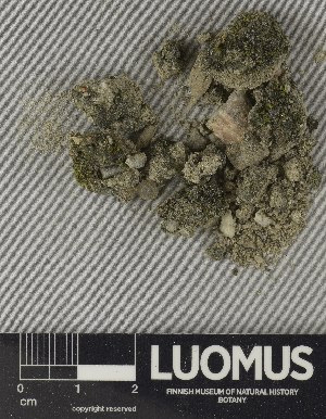  ( - H9250790)  @11 [ ] by-nc (2025) Erkka Laine Luomus