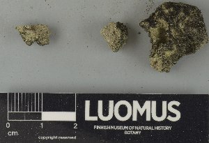  ( - H9250791)  @11 [ ] by-nc (2025) Erkka Laine Luomus