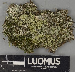  ( - H9250797)  @11 [ ] by-nc (2025) Erkka Laine Luomus