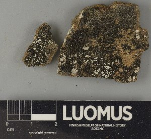  ( - H9250841)  @11 [ ] by-nc (2025) Erkka Laine Luomus