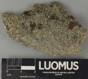  ( - H9250851)  @11 [ ] by-nc (2025) Erkka Laine Luomus