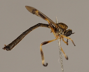  (Leptogaster pubicornis - JP01099)  @11 [ ] CreativeCommons - Attribution Non-Commercial (2016) Marko Mutanen University of Oulu