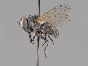  (Coenosia lacteipennis - KWi-1905)  @11 [ ] by-nc (2018) Marko Mutanen University of Oulu