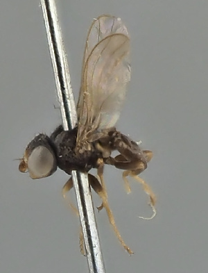  (Microcercis antennata - KWi-2206)  @11 [ ] by-nc (2024) Erkka Laine University of Oulu