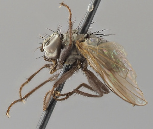  (Spilogona lapponica - KWi-2239)  @11 [ ] by-nc (2024) Erkka Laine University of Oulu