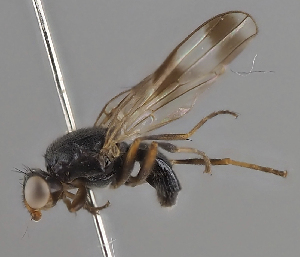  (Homalocephala bimaculata - KWi-2293)  @11 [ ] by-nc (2024) Erkka Laine University of Oulu