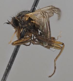  (Empis grisea - KWi-2338)  @11 [ ] by-nc (2024) Erkka Laine University of Oulu