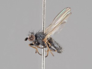  ( - KWi-1034)  @11 [ ] CreativeCommons - Attribution Non-Commercial (2018) Marko Mutanen University of Oulu