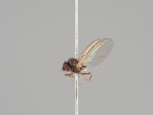  (Agromyza alnivora - KWi-1176)  @11 [ ] CreativeCommons - Attribution Non-Commercial (2018) Marko Mutanen University of Oulu