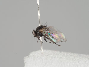  (Melanagromyza oligophaga - KWi-1188)  @11 [ ] by-nc (2018) Marko Mutanen University of Oulu