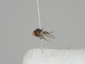  (Agromyza sulfuriceps - KWi-1211)  @11 [ ] CreativeCommons - Attribution Non-Commercial (2018) Marko Mutanen University of Oulu