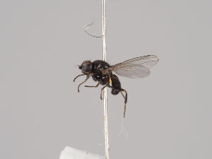  (Dicraeus nitidus - KWi-1393)  @11 [ ] CreativeCommons - Attribution Non-Commercial (2018) Marko Mutanen University of Oulu