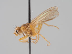  ( - KWi-1685)  @11 [ ] CreativeCommons - Attribution Non-Commercial (2018) Marko Mutanen University of Oulu