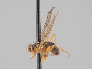  (Gimnomera dorsata - KWi-1686)  @11 [ ] CreativeCommons - Attribution Non-Commercial (2018) Marko Mutanen University of Oulu